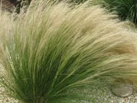 trawa-ostnica-cieniutka-ponytails-sadzonka-40-60cm-p9