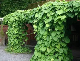 kokornak-wielkolistny-macrophylla-40-60cm-c2