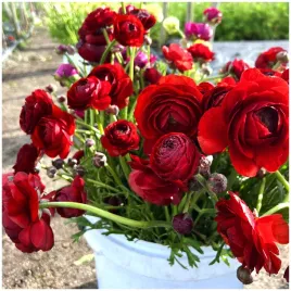 jaskier-perski-ranunculus-cioccolato-cebulki-10-szt-gratis