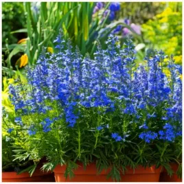 lobelia-stroiczka-idealna-do-rabat-donic-balkonow-niebieska-nasiona-01-g