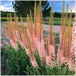 eremurus-pustynnik-himalajski-romance-lilia-pustyni-klacza-1-szt-gratis