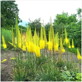 eremurus-pustynnik-himalajski-image-lilia-pustyni-klacza-1-szt-gratis
