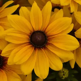 rudbekia-sadzonki-sunbeckia-carolina-niska-bylina-bardzo-dlugo-kwitnaca