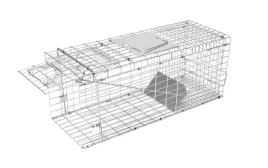 zywolapka-alive-predator-vv299678