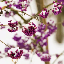 pieknotka-bodiniera-profusion-piekne-purpurowe-korale-nagradzana-roslina