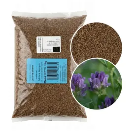 lucerna-siewna-algonquin-1kg-nasiona-otoczkowane-c1-planta