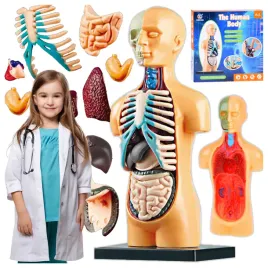 cialo-czlowieka-narzady-edukacyjny-model-anatomiczny-cialo-ludzkie-6