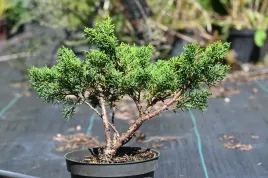 jalowiec-chinski-shimpaku-juniperus-chinensis-0073
