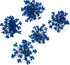 molly-lac-suszone-kwiatki-5szt-royal-blue