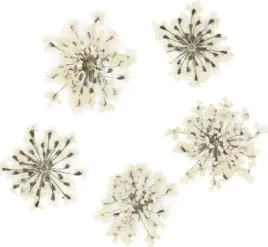 molly-lac-suszone-kwiatki-5szt-white
