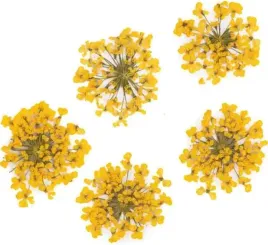 molly-lac-suszone-kwiatki-5szt-yellow