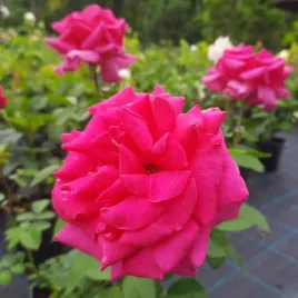 roza-criterion-intensywnie-rozowa-pachnaca-na-kwiat-ciety-sadzonka-p14