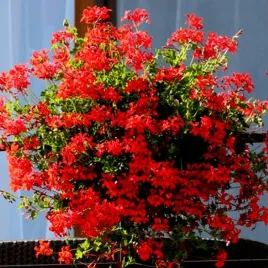 pelargonia-zwisajaca-bluszczolistna-czerwona-drobne-kwiaty-nasiona-7-sztuk
