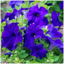 petunia-ogrodowa-wielkokwiatowa-czesciowo-zwisajaca-niebieska-nasiona-001g