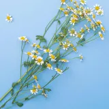 szampon-bubchen-sensitive-200-ml-wielkosc-produkt-pelnowymiarowy