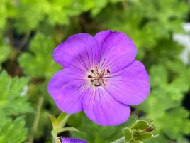 bodziszek-kelly-anne-ozdobne-geranium-rozowe-kwiaty-do-ogrodu-p9