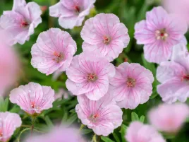 bodziszek-rozowy-geranium-ozdobne-apfelblute-sadzonka-p9