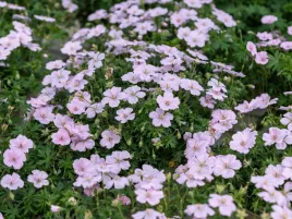 bodziszek-geranium-ozdobne-frivolius-pink-rozowe-kwiaty-sadzonka-p9