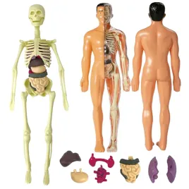 model-anatomiczny-czlowieka-do-nauki-anatomii-ludzkiego-ciala-zestaw-3d