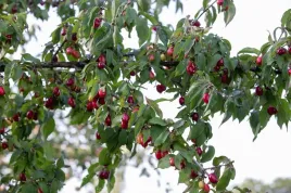 deren-jadalny-juliusz-cornus-mas-2-letni-sadzonka-donica-szczepiony