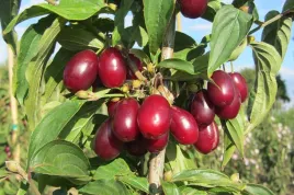 deren-jadalny-jolico-duza-sadzonka-doniczka-aromatyczne-owoce-na-nalewki
