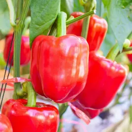 papryka-nasiona-papryki-california-wonder-czerwona-slodka-salatkowa-05g
