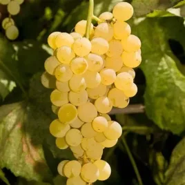 winogrono-biale-bianca-slodkie-winorosl-winogron-w-doniczce-moc-smakow
