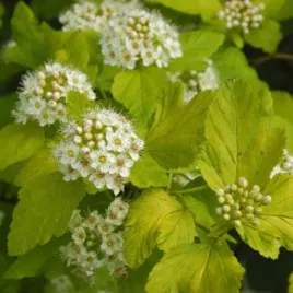 pecherznica-kalinolistna-luteus-zolta-gesta-na-zywoplot-sadzonka-p9
