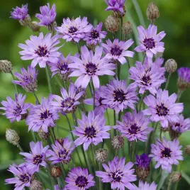 kupidynek-blekitny-catananche-caerulea-miododajny-sucholubny-sadzonka-p9