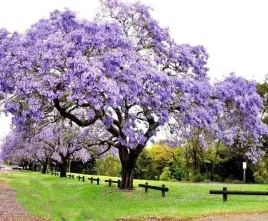 paulownia-tomentosa-cesarskie-drzewo-szczescia-160-180cm-c2