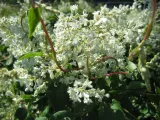 rdestowka-rdest-auberta-fallopia-aubertii-40-60cm-p9
