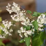 rdestowka-rdest-auberta-fallopia-aubertii-40-60cm-p9-rodzaj-rosliny-inny