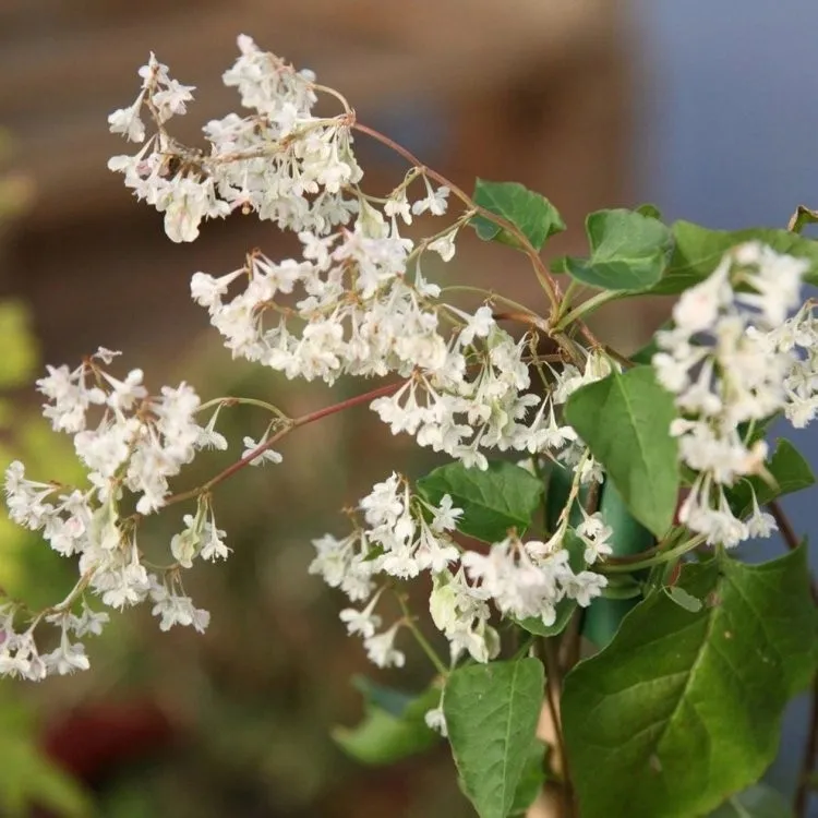 rdestowka-rdest-auberta-fallopia-aubertii-40-60cm-p9-rodzaj-rosliny-inny