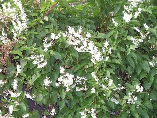 rdestowka-rdest-auberta-fallopia-aubertii-40-60cm-p9-roslina-w-postaci-sadzonka-w-pojemniku-05-1l