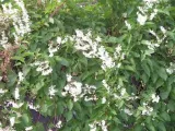 rdestowka-rdest-auberta-fallopia-aubertii-40-60cm-p9-roslina-w-postaci-sadzonka-w-pojemniku-05-1l