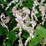 rdestowka-rdest-auberta-fallopia-aubertii-40-60cm-p9-wysokosc-sadzonki-40-cm