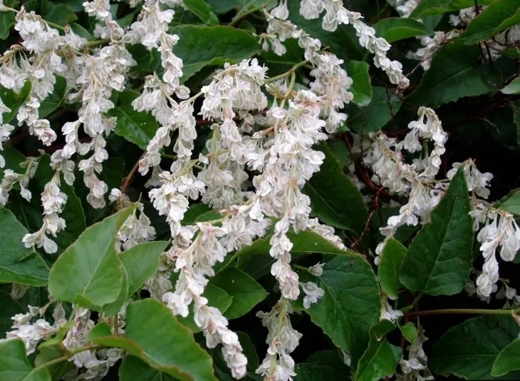 rdestowka-rdest-auberta-fallopia-aubertii-40-60cm-p9-producent-ogrod-marzen-tomasz-zajaczkowski