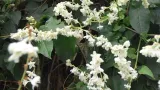 rdestowka-rdest-auberta-fallopia-aubertii-40-60cm-p9-nazwa-lacinska-inna