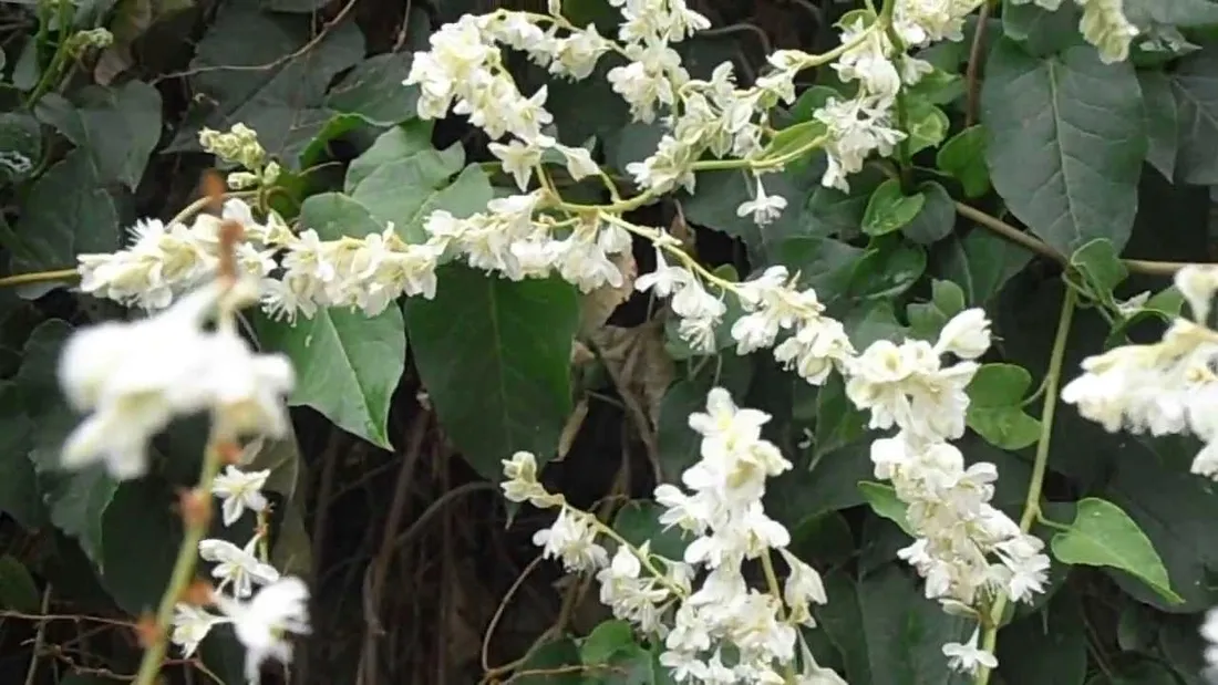 rdestowka-rdest-auberta-fallopia-aubertii-40-60cm-p9