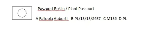 rdestowka-rdest-auberta-fallopia-aubertii-40-60cm-p9-rodzaj-rosliny-inny-roslina-w-postaci-sadzonka-w-pojemniku-05-1l