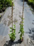 rdestowka-rdest-auberta-fallopia-aubertii-40-60cm-p9-rodzaj-rosliny-inny-wysokosc-sadzonki-40-cm