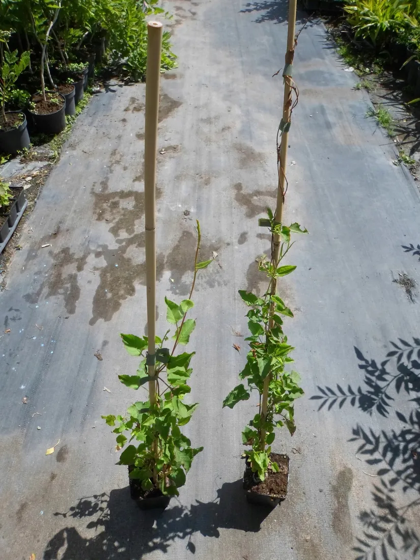 rdestowka-rdest-auberta-fallopia-aubertii-40-60cm-p9