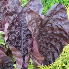 colocasia-kolokazja-black-ripple-sadzonka-p9
