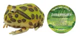 zaba-rogata-22-cm-dlugosci