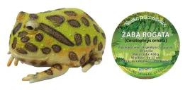 zaba-rogata-22-cm-dlugosci