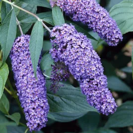 wysoka-budleja-nanho-blue-niebieski-kwiat-wabi-motyle-piekno-ogrodu-sadzonk