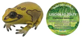 zaba-daly-waters-23-cm-dlugosci