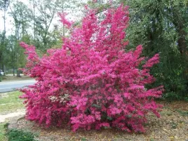 loropetalum-fire-dance-zywe-konfetti-sadzonka-p9