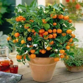 pomarancza-chinska-orange-juice-80-100cm-c2