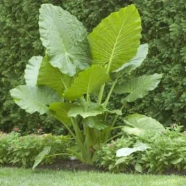 alokazja-alocasia-borneo-king-sadzonka-p9